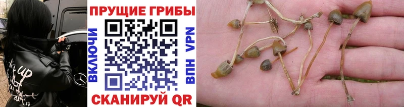 Галлюциногенные грибы Psilocybe где продают наркотики Судак